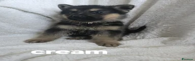 German Shepherd 5
