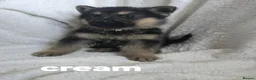 German Shepherd dogs for sale: German shepherd Puppys ready to go on 29th July in Bradford - Advert 7