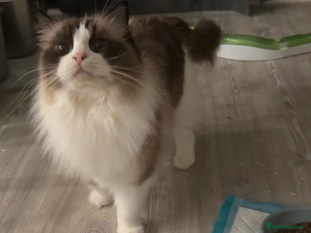 Ragdoll cats for sale: Retried female bicolour ragdoll TICA registered - Advert 2