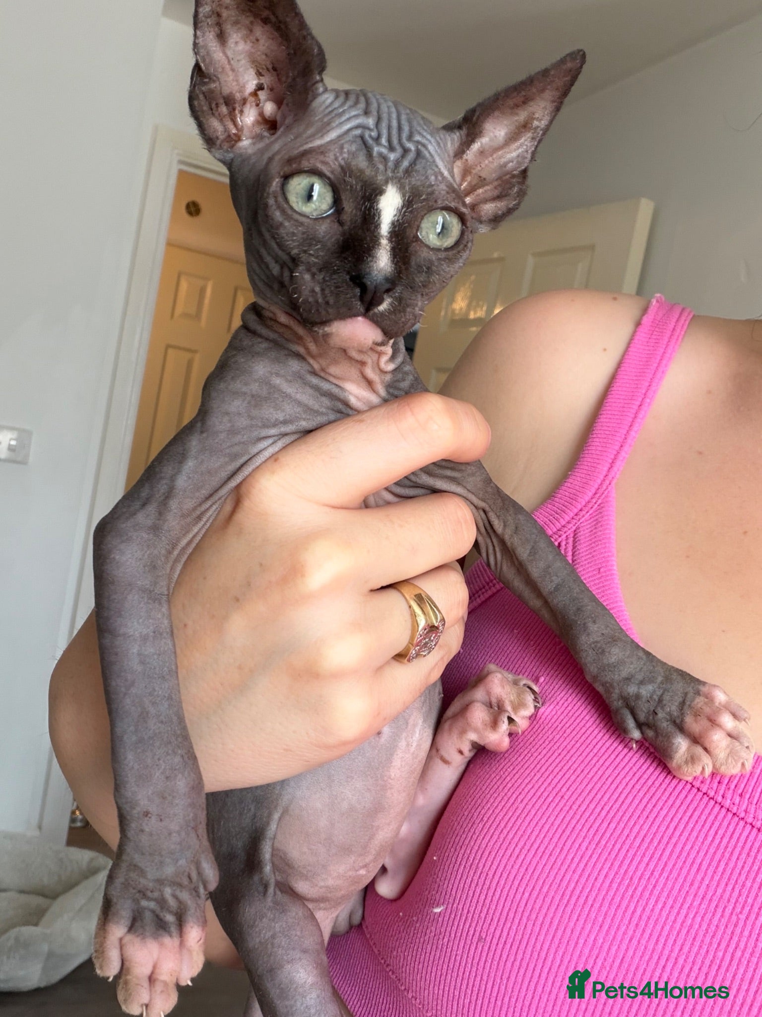 Sphynx cats Bicolour Sphynx cat black and white pink  - Advert 4