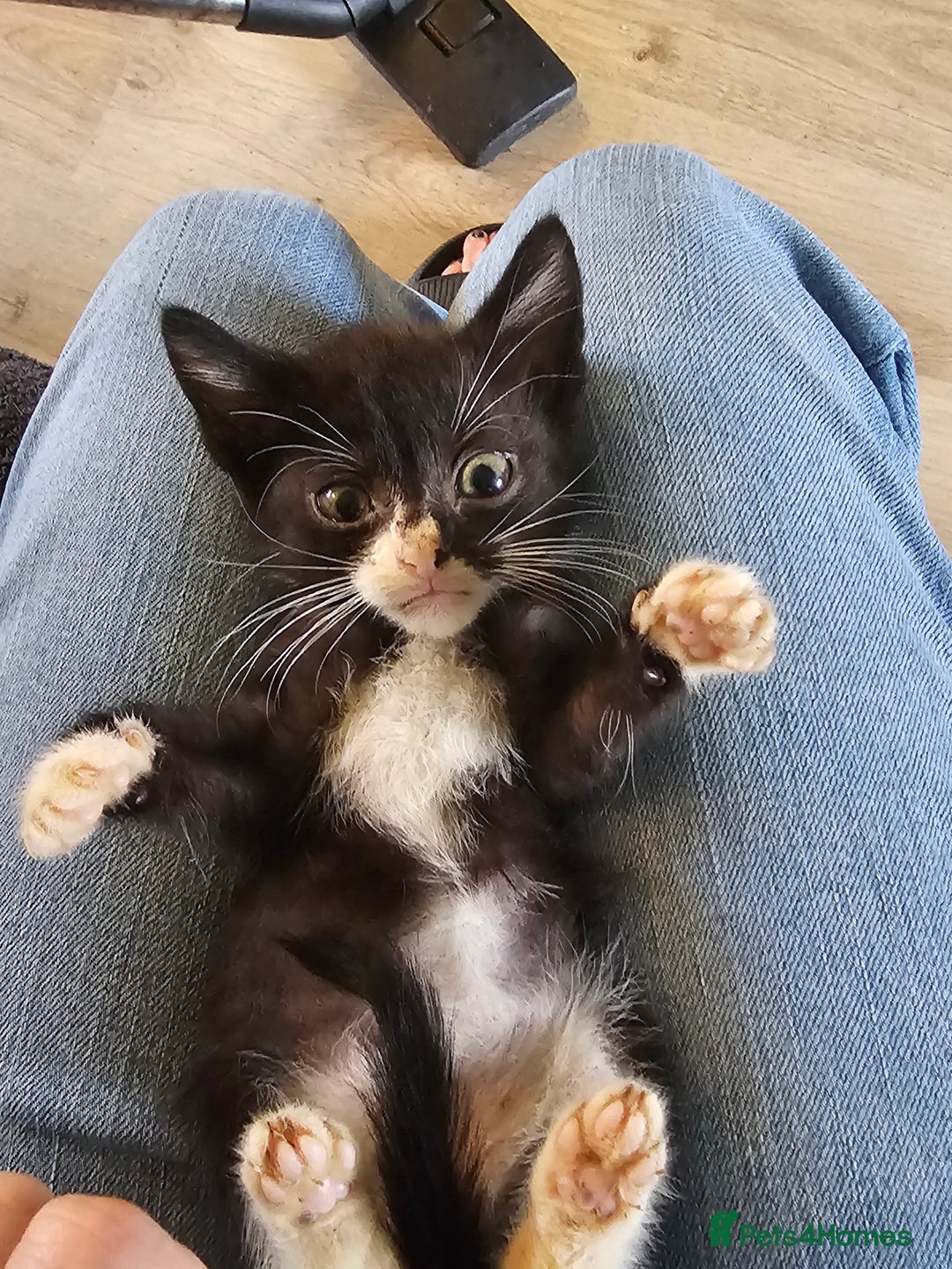 Mixed Breed cats for sale: Adorable kittens looking for their forever homes  - Image 12