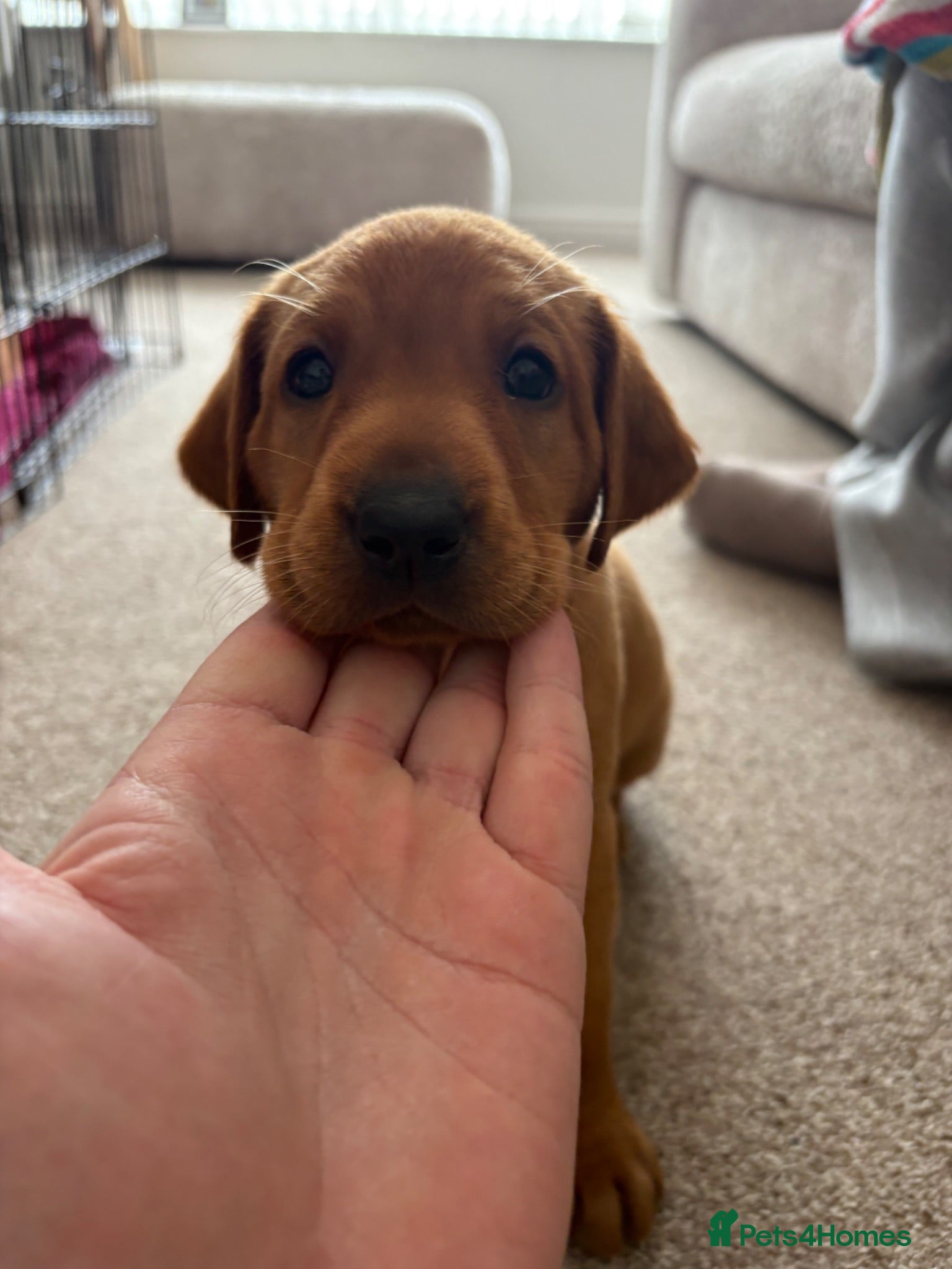 Labrador Retriever dogs KC Fox Red Working Labrador Retriever puppies - Advert 1