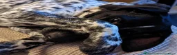 German Shorthaired Pointer dogs for sale: German Shorthaired Pointer puppies - Advert 7