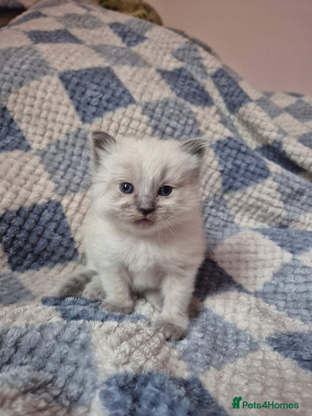 Ragdoll cats for sale: Beautiful ragdoll girl - Advert 2