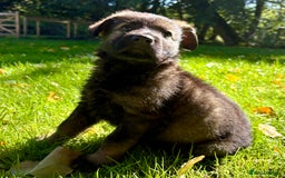 German Shepherd dogs for sale: Ready now, Liverpool, Health Tested Parents - Image 7