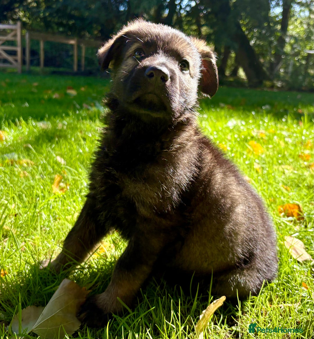 German Shepherd dogs for sale: Ready now, Liverpool, Health Tested Parents - Image 7