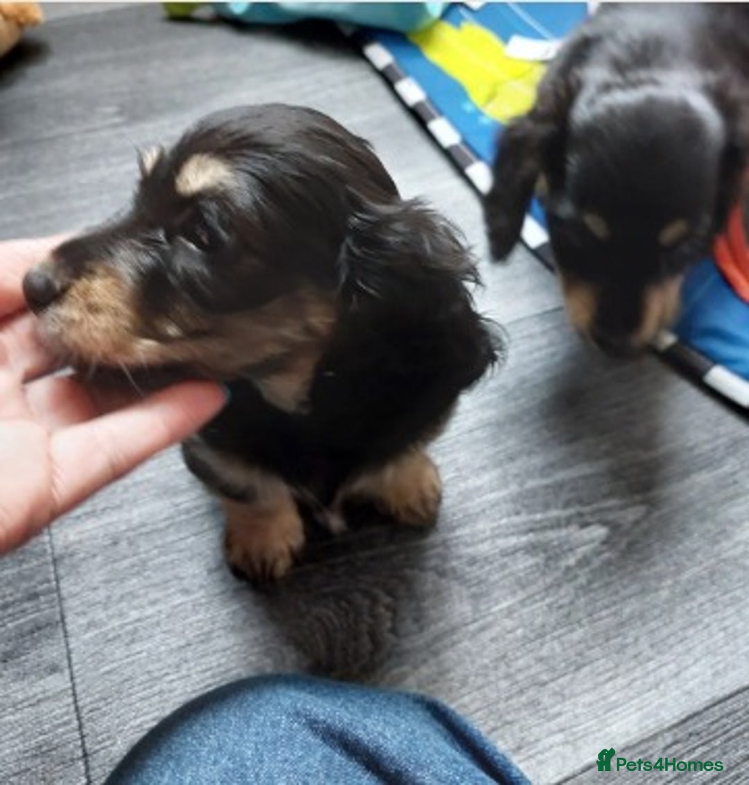 Miniature Dachshund dogs for sale: Premium Miniature Dachshund Puppies! - Advert 9