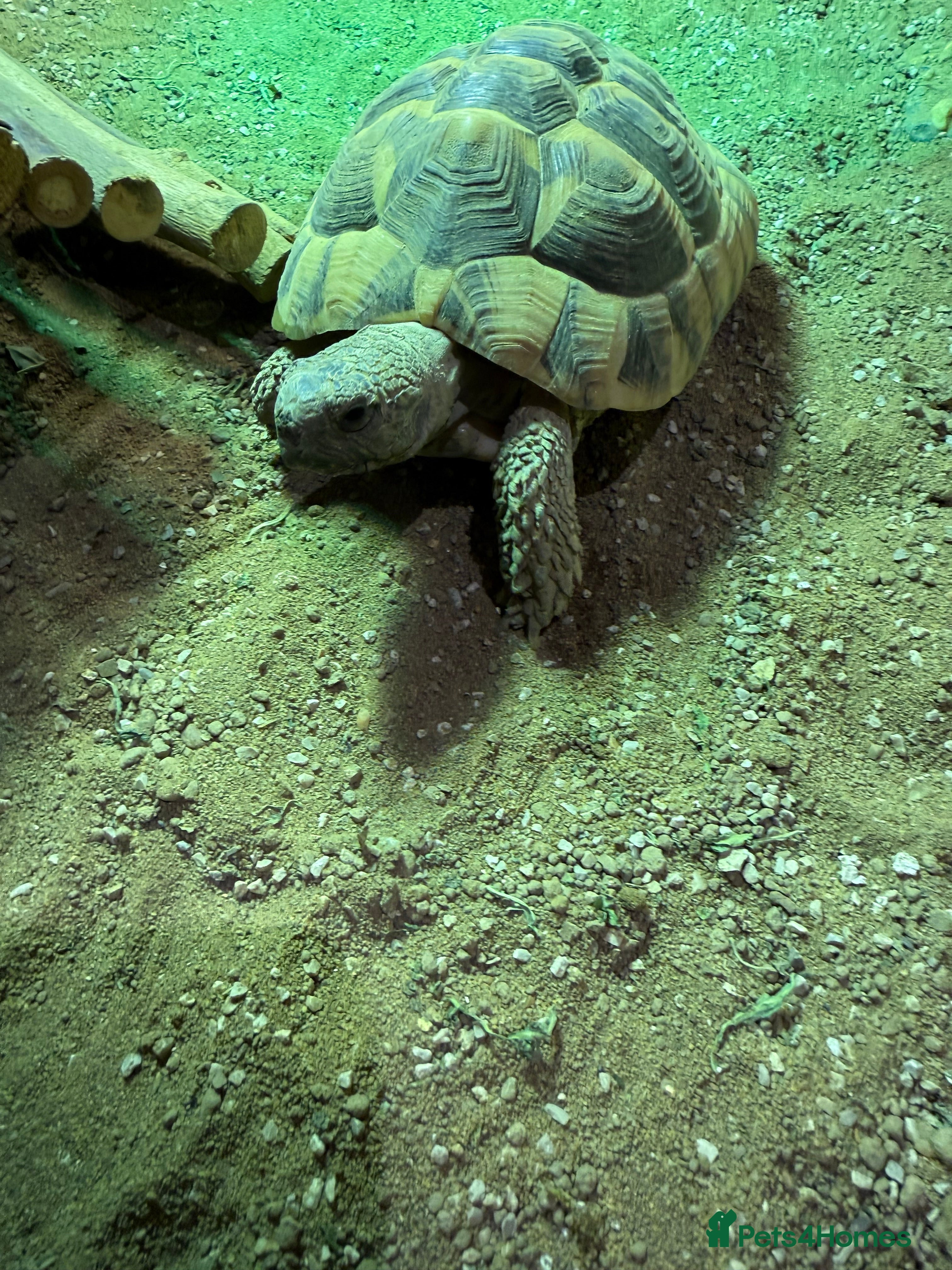 Hermann Tortoise reptiles 2x Herman Tortoise - Advert 2