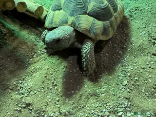 Hermann Tortoise reptiles 2x Herman Tortoise - Advert 2