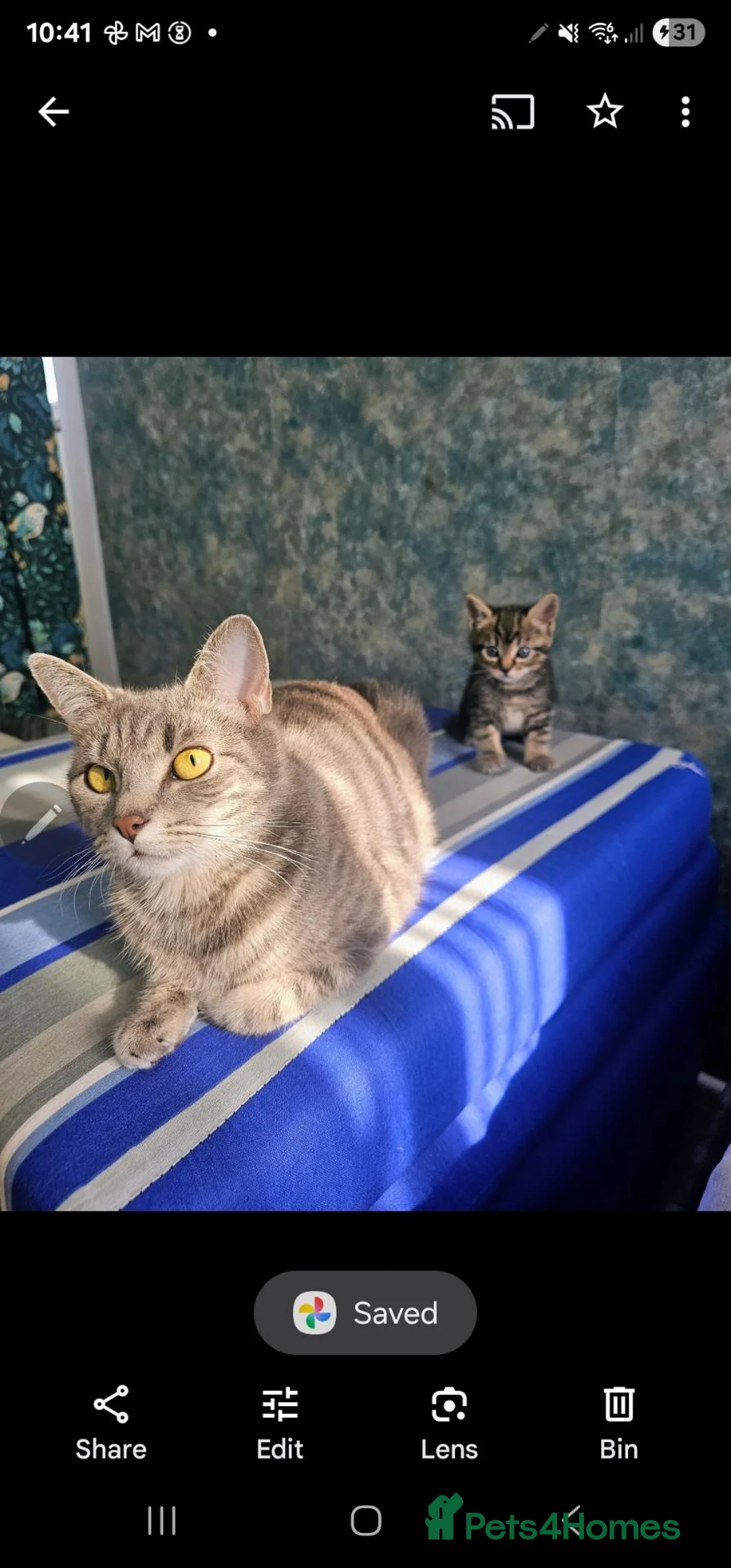 Mixed Breed cats for sale: Kittens  - Advert 9