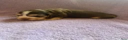 Cocker Spaniel dogs for sale: KC Registered. Show Type Cocker Spaniel Puppies. - Advert 27