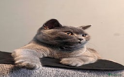 British Shorthair cats for sale: Meet Milu – The Gentle British Shorthair - Image 4