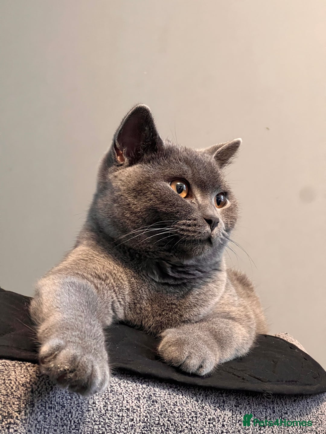 British Shorthair cats for sale: Meet Milu – The Gentle British Shorthair - Image 4