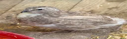 Quail poultry for sale: Quail Hatching eggs 🥚  - Advert 4