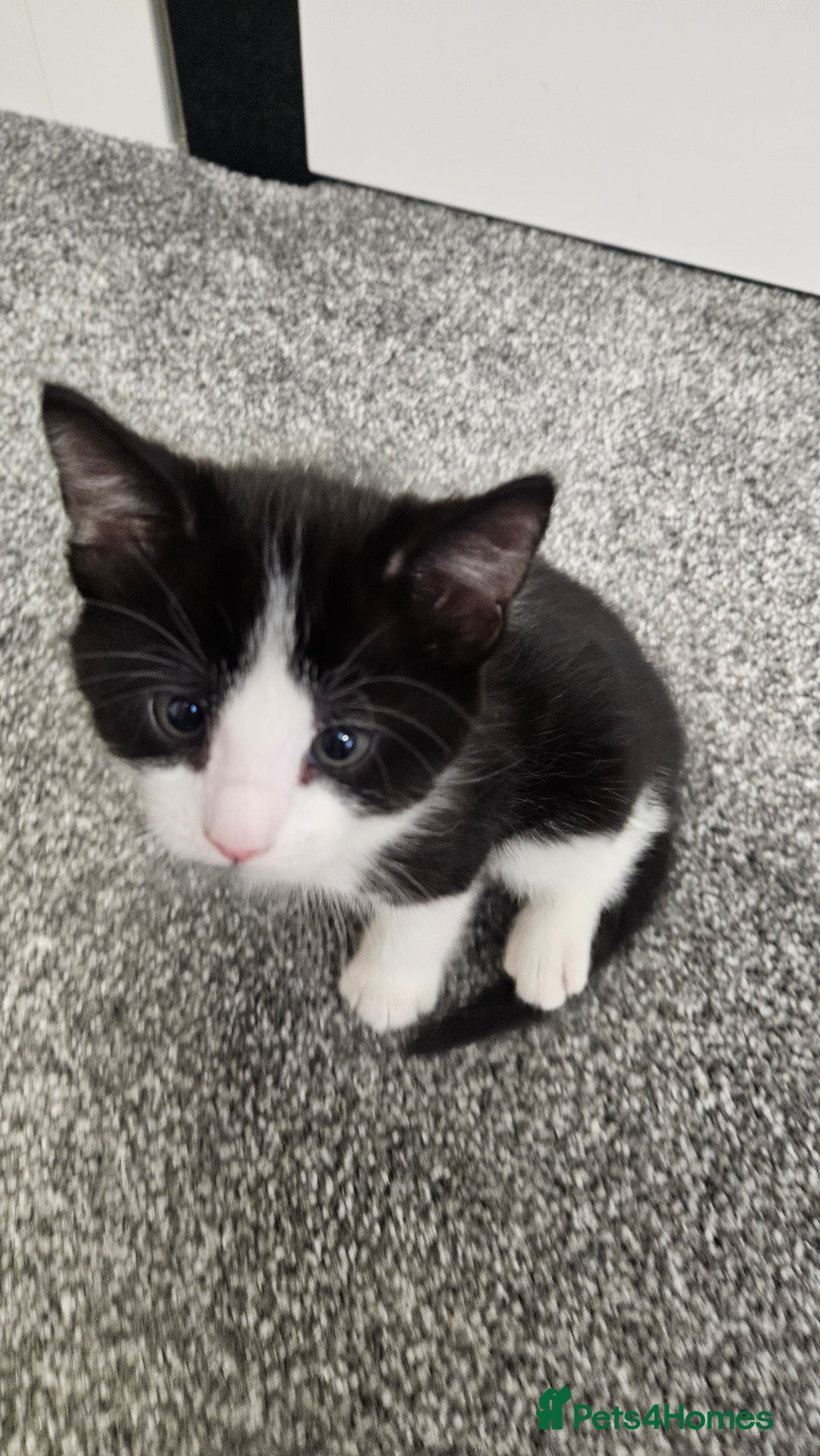 Mixed Breed cats for sale: Black and white 3 kittens for sale. 2 boys 1 girl. - Advert 25