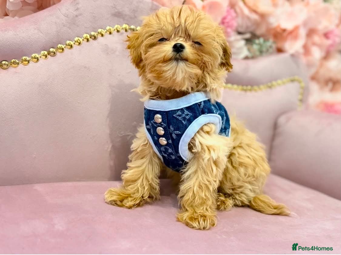 Maltipoo dogs 🥰 UNIQUE LOVE Tiny Asian Maltipoo 🥰 - Advert 1