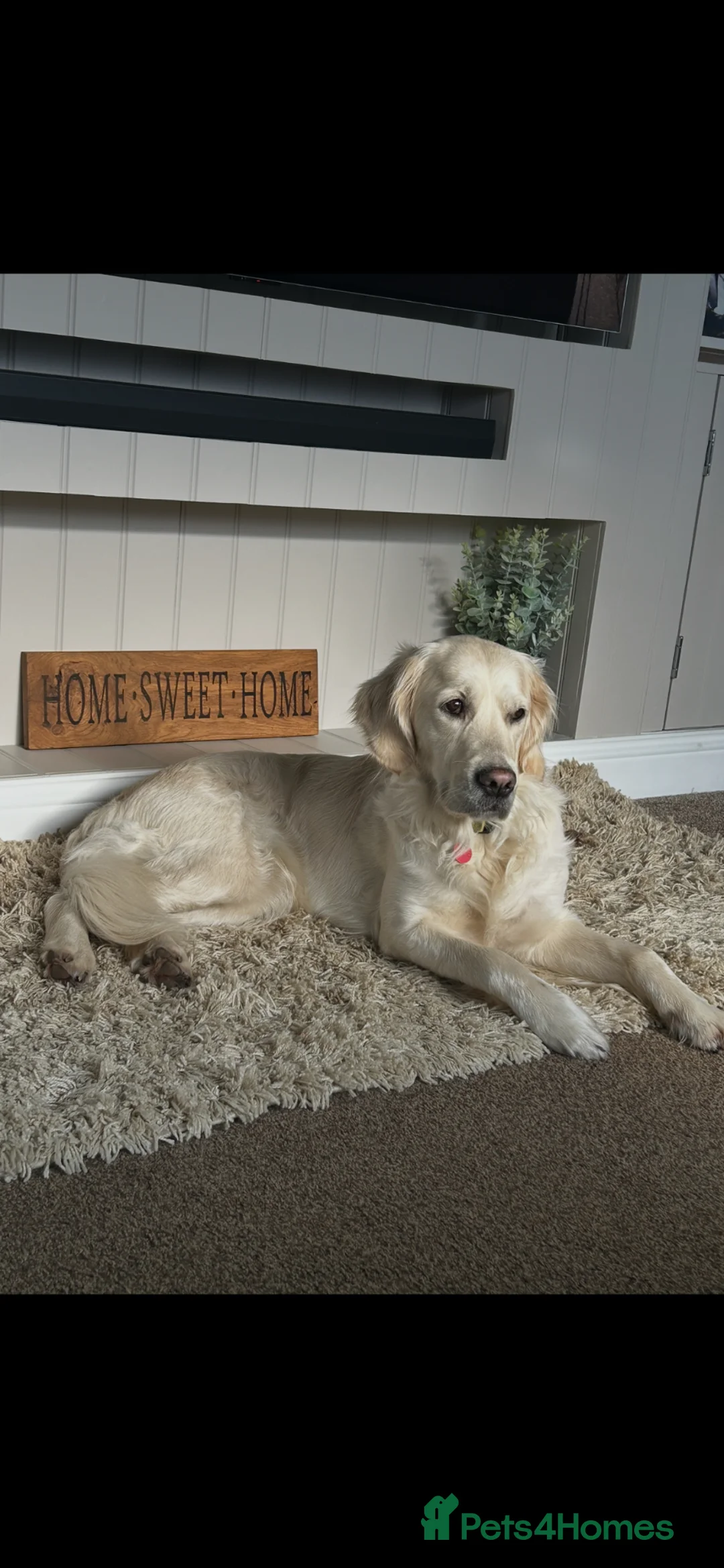 Golden Retriever dogs for sale: Kc Cream Golden retriever puppies, list open  - Advert 1