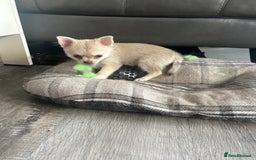 Chihuahua dogs for sale: READY NOW chihuahua x Pom puppies  - Image 22
