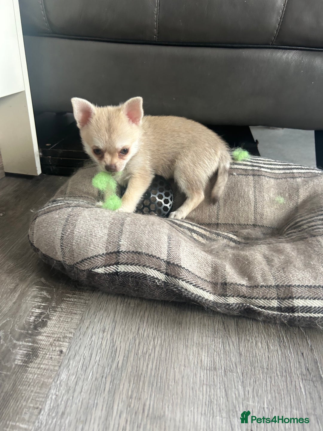 Chihuahua dogs for sale: READY NOW chihuahua x Pom puppies  - Image 22