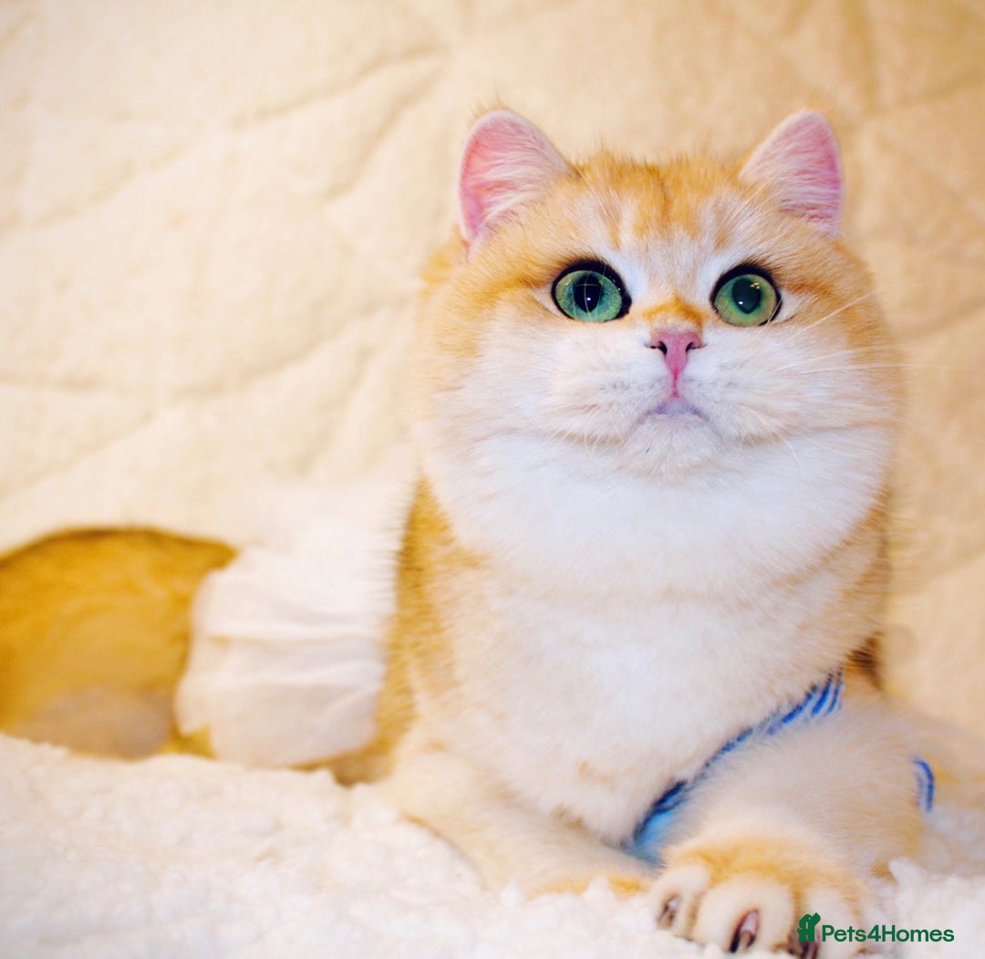 British Shorthair cats for sale: Gorgeous BSH Golden Chinchilla ny12 - Advert 4