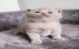 British Shorthair cats for sale: New litter! Champion lines BSH kittens - Image 3