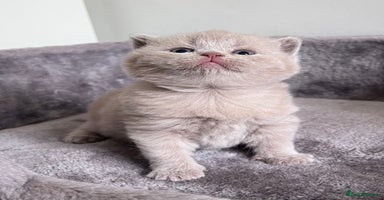 British Shorthair cats - Advert 13