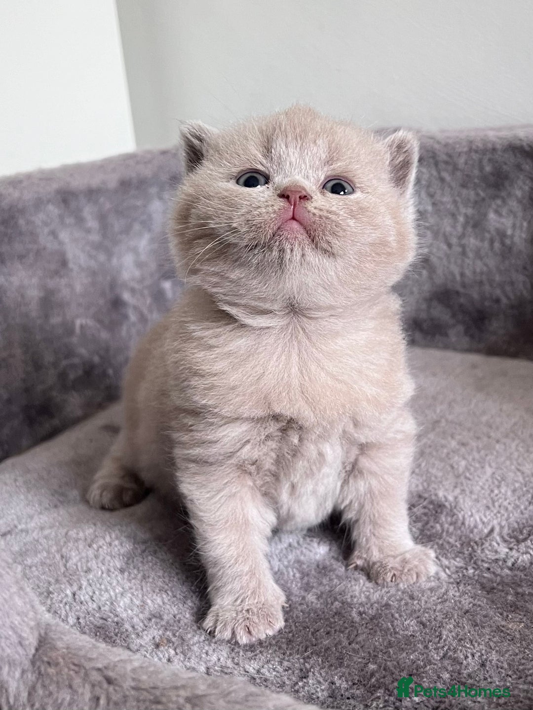 British Shorthair cats for sale: New litter! Champion lines BSH kittens - Image 3