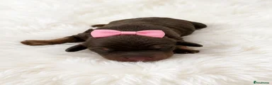 Pink collar 