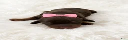 Dachshund dogs for sale: 🐾 Chocolate, Tan & Dapple Dachshund Puppies 🐾 - Advert 9