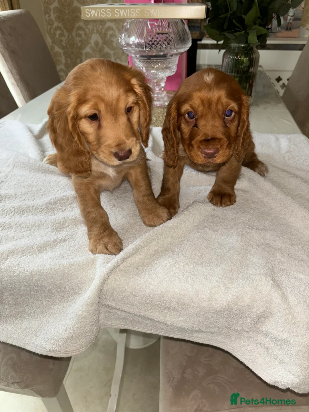 Cocker Spaniel dogs for sale:  1 Working type cocker spaniel puppy - Advert 2
