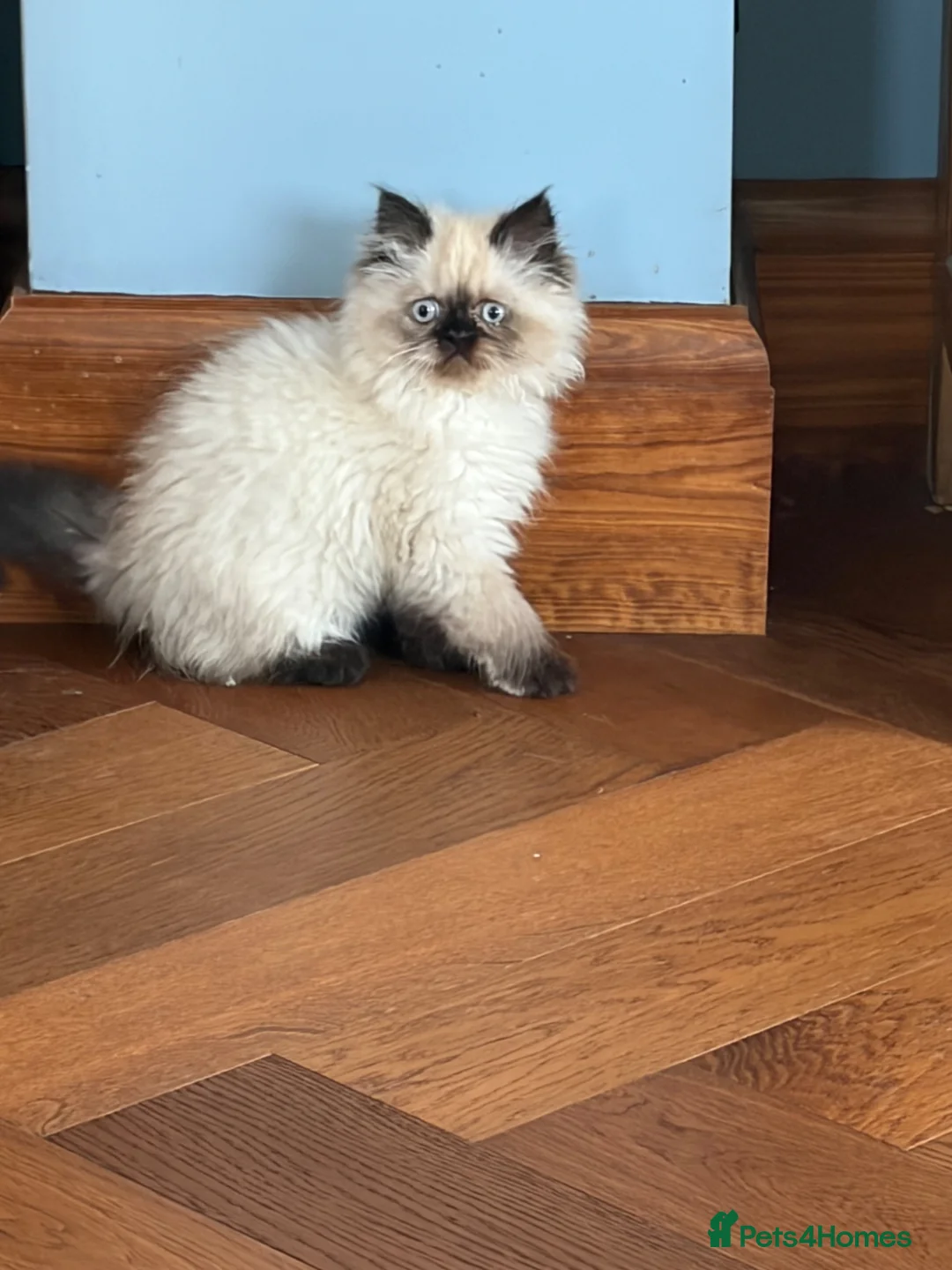 Persian cats for sale: Stunning Colourpoint persian Kittens - Advert 9