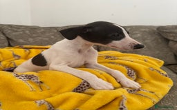 Whippet dogs for sale: Beautiful whippet puppies ready soon - Image 7