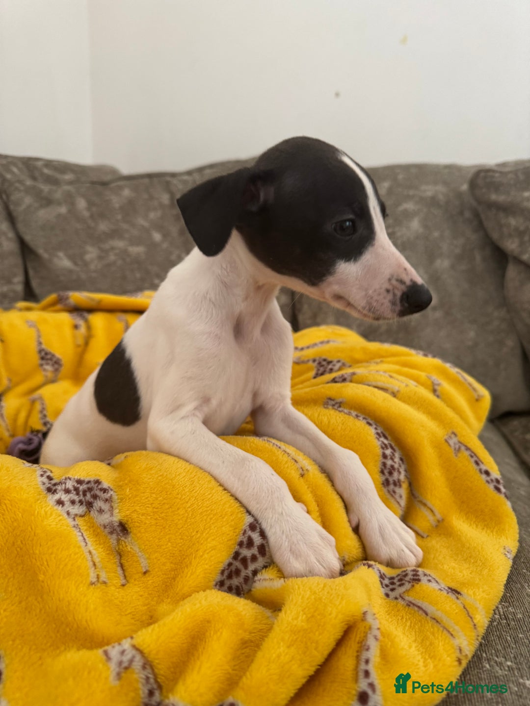 Whippet dogs for sale: Beautiful whippet puppies ready soon - Image 7