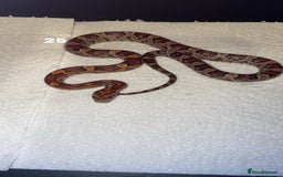 Corn Snake reptiles for sale: corn snakes needing good homes - Image 2