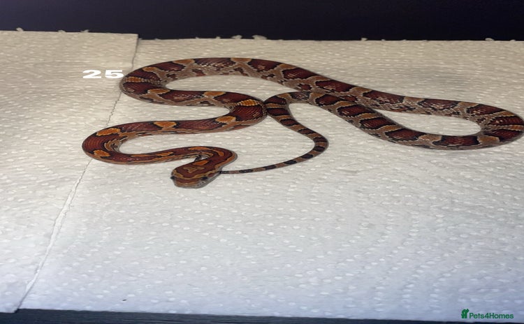 Corn Snake reptiles corn snakes needing good homes - Advert 3