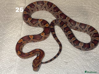 Corn Snake reptiles corn snakes needing good homes - Advert 12