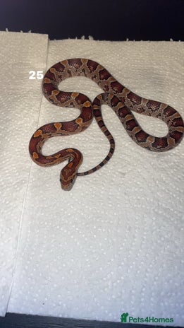 Corn Snake reptiles corn snakes needing good homes - Advert 3