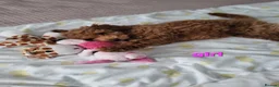 Toy Poodle dogs for sale: Adorable TOY POODLE pups - Advert 4