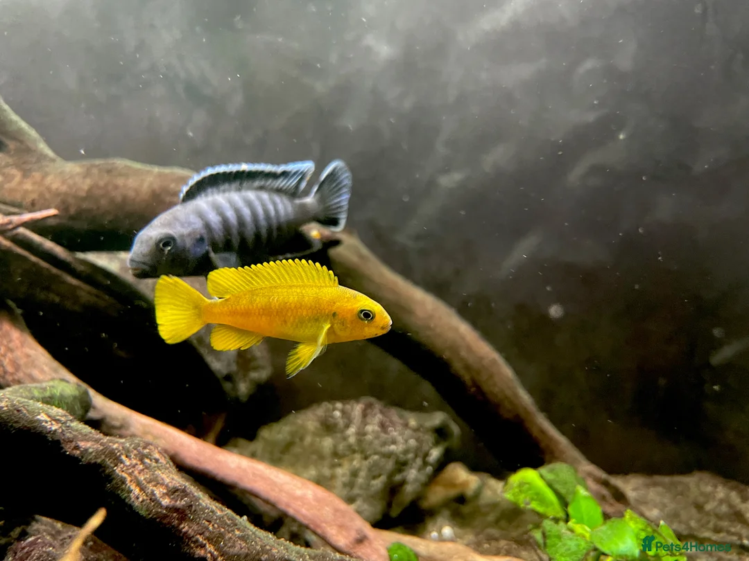 Cichlids fish for sale: Chindongo saulosi - Advert 2