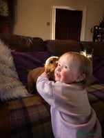 Cavachon dogs 1 Stunning Deep Red F1b Cavachon Boy💙 - Advert 2