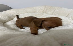 Miniature Dachshund dogs for sale: Multi coloured litter - Image 13