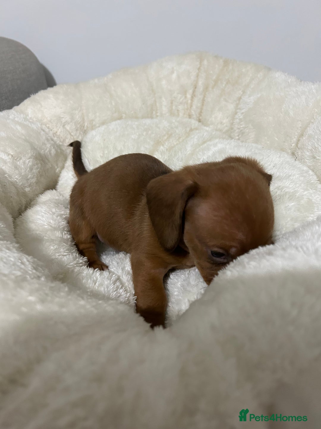 Miniature Dachshund dogs for sale: Multi coloured litter - Image 13