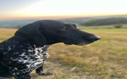 Mixed Breed dogs for sale: Gorgeous pointer x collie - Image 16