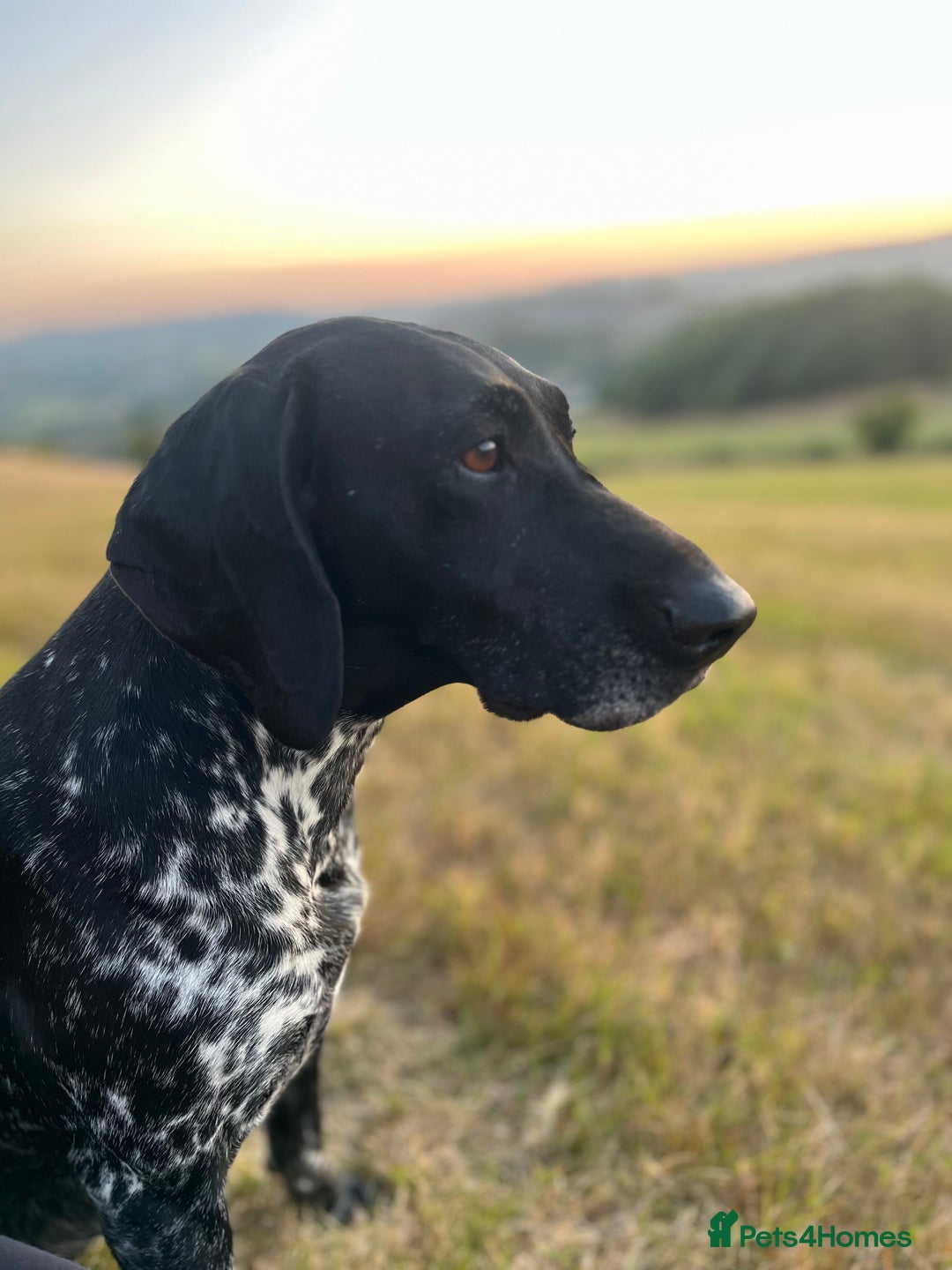 Mixed Breed dogs for sale: Gorgeous pointer x collie - Image 16