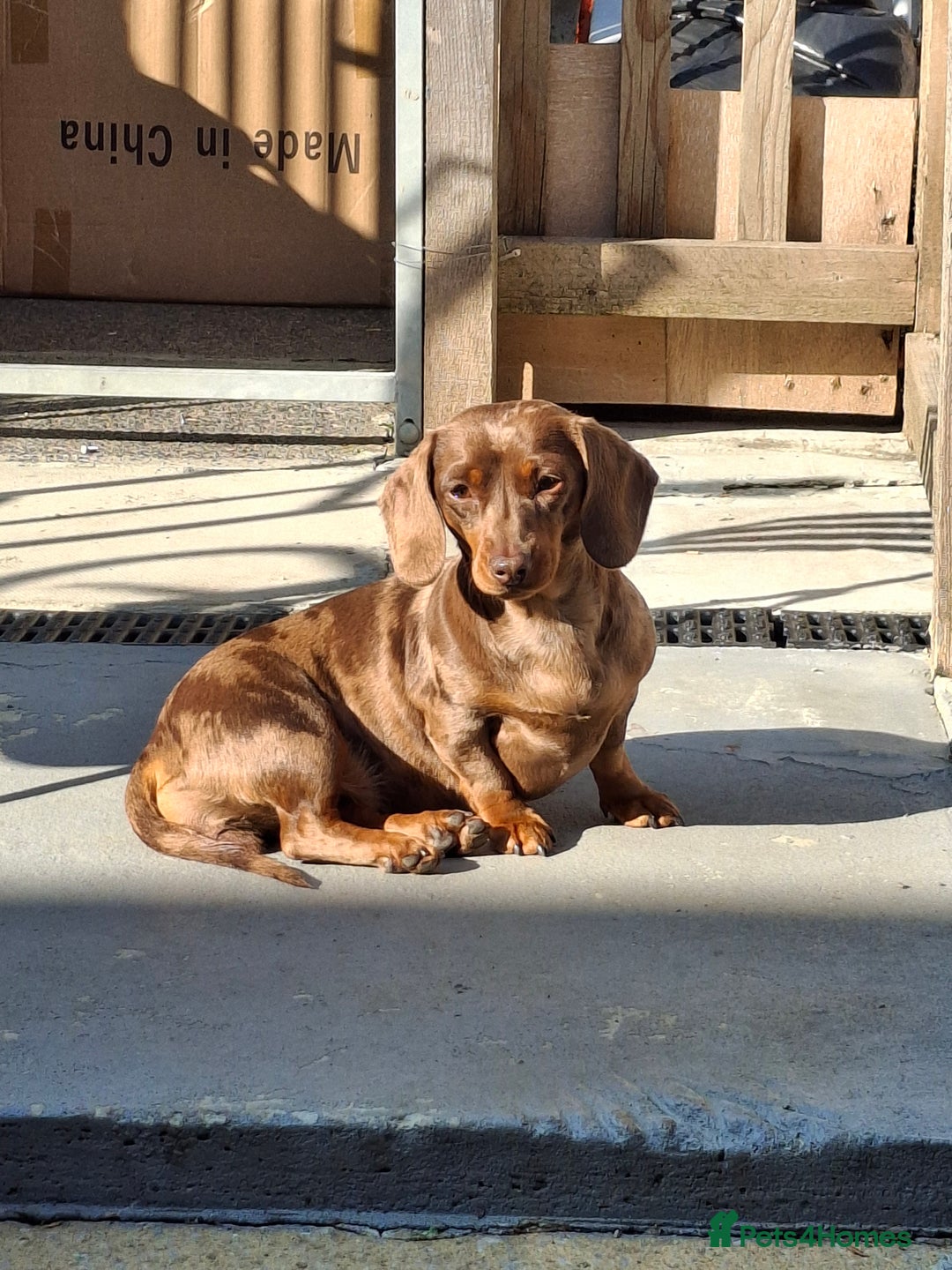 Miniature Dachshund dogs for sale: 💖 Adorable tiny miniature dachshund pups 💖 - Image 9