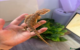 Bearded Dragon reptiles for sale: Bearded Dragon Babies INC RED MONSTERS - Image 8