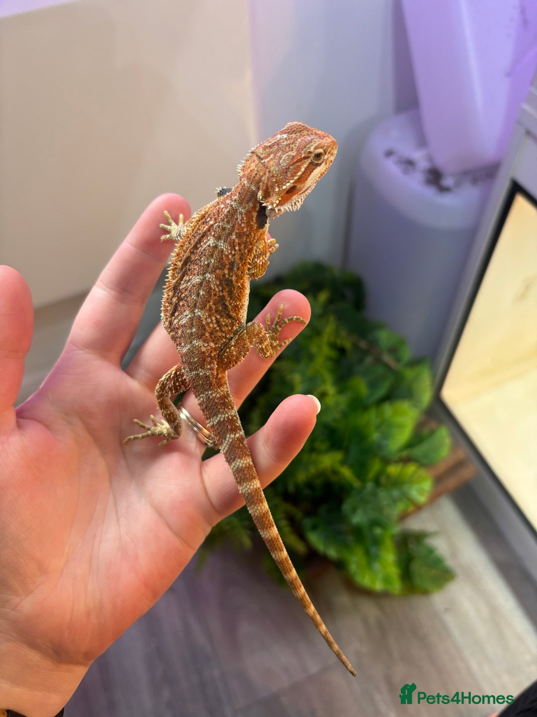 Bearded Dragon reptiles for sale: Bearded Dragon Babies INC RED MONSTERS - Image 8