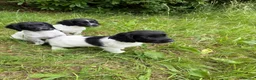English Springer Spaniel dogs for sale: KC Registered English Springer Spaniel Pups  - Advert 1