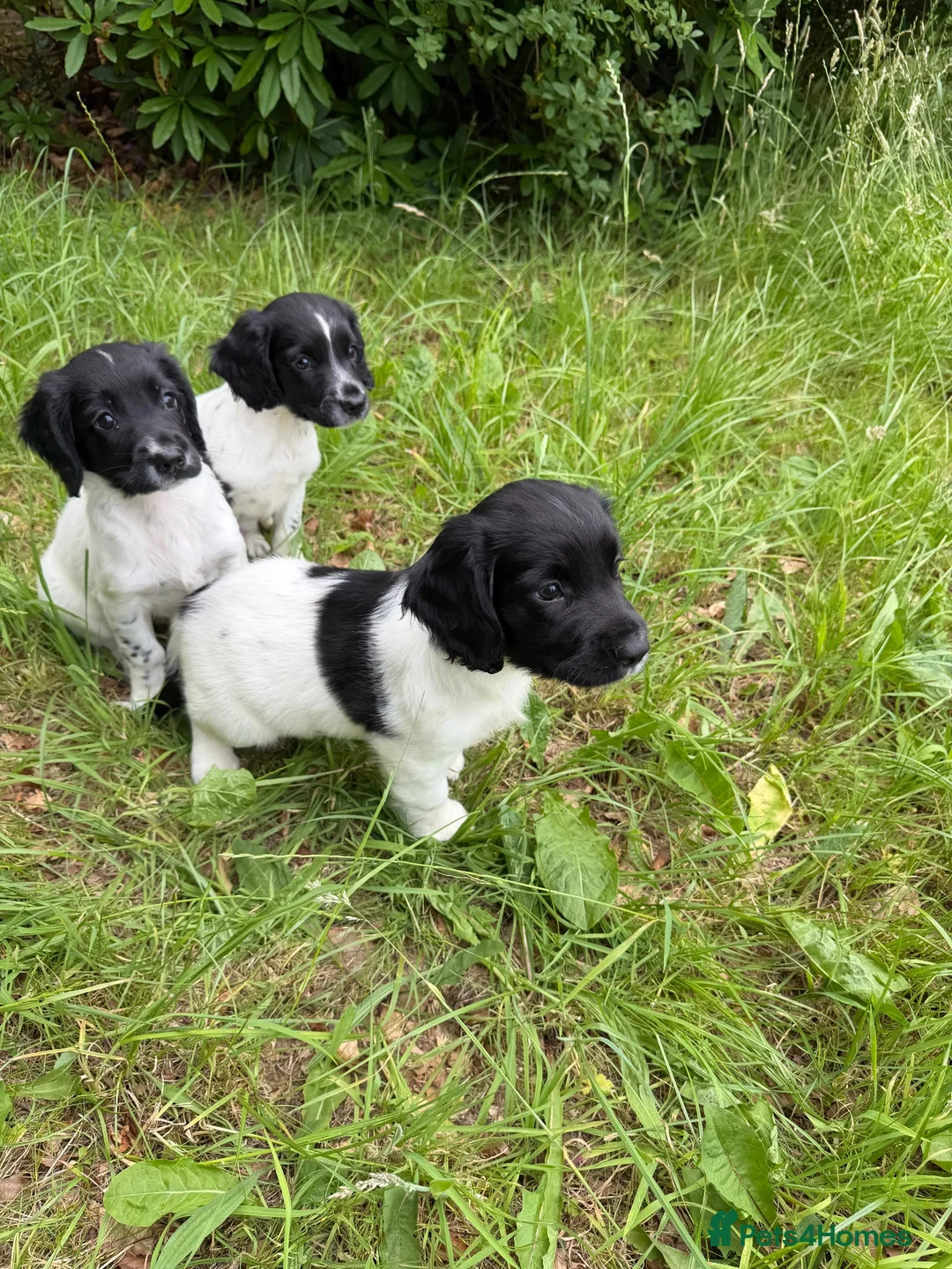 English Springer Spaniel dogs for sale: KC Registered English Springer Spaniel Pups  - Advert 1