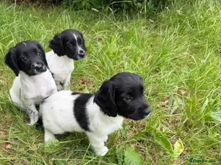 English Springer Spaniel dogs KC Registered English Springer Spaniel Pups - Advert 5